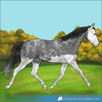 Horse Color:Black Ice Splash 