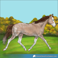 Horse Color:Red Dun Ice Splash 