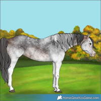 Horse Color:White Spotted Bay 