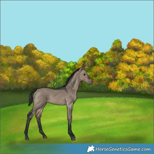 Horse Color:Brown Dun Rabicano 