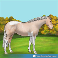 Horse Color:Silver Bay Pearl Tobiano Varnish