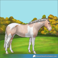 Horse Color:Silver Bay Tobiano Varnish Rabicano 