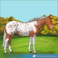 Horse Color:Silver Bay Tobiano Near Leopard Rabicano 