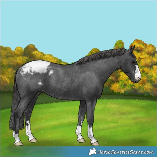 Horse Color:Black Appaloosa Rabicano 