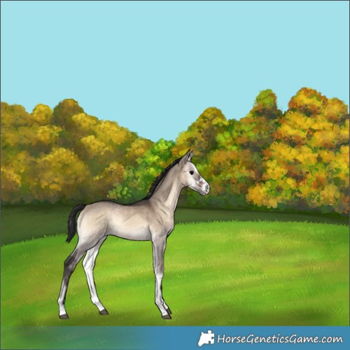 Horse Color:Brown Onyx 