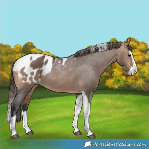 Horse Color:Brown Dun Splash Tobiano Appaloosa Rabicano 