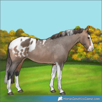 Horse Color:Brown Dun Splash Tobiano Blanket Rabicano 