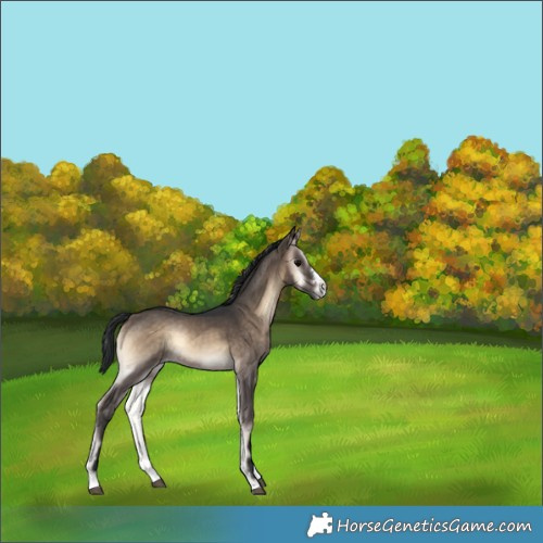 Horse Color:Brown Onyx Rabicano 