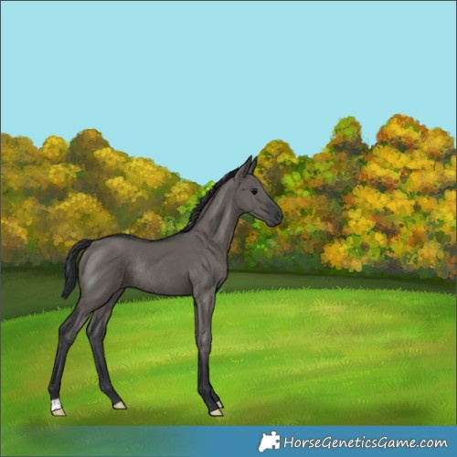 Horse Color:Grullo Rabicano 