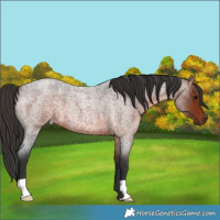 Horse Color:Bay Roan 