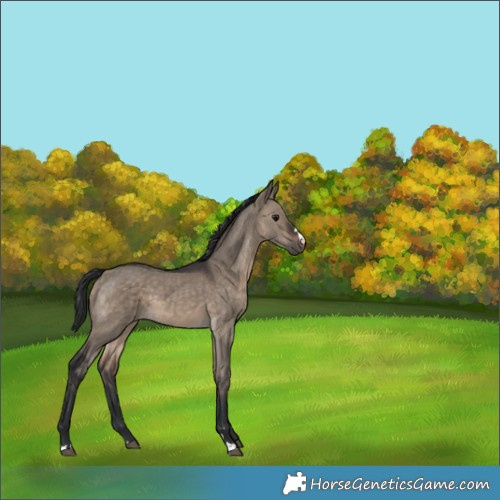 Horse Color:Brown Dun 