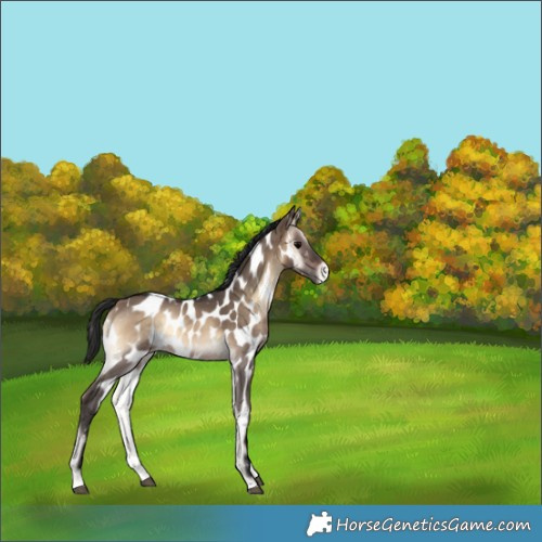 Horse Color:Brown Onyx Appaloosa 