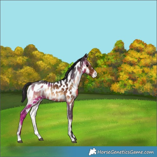 Horse Color:Brown Onyx Near Leopard Rabicano 