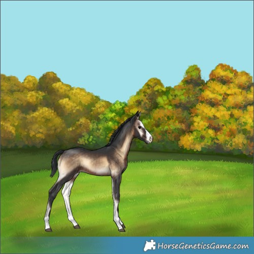 Horse Color:Brown Onyx Rabicano 
