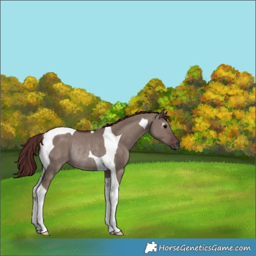 Horse Color:Gray Chocolate Grullo Tobiano Rabicano 