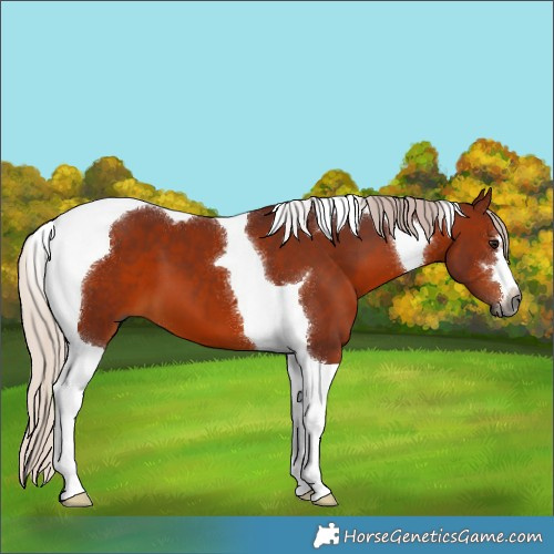Horse Color:Gray Chocolate Silver Bay Tobiano 