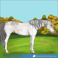 Horse Color:White Spotted Brown 