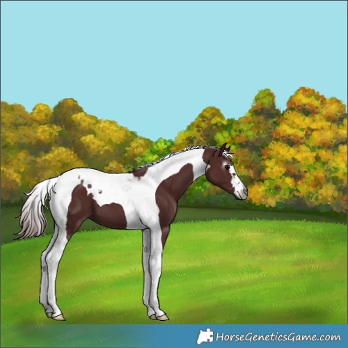 Horse Color:Gray Chocolate Black Tobiano
