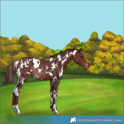 Horse Color:White Spotted Chocolate Bay Varnish Rabicano 