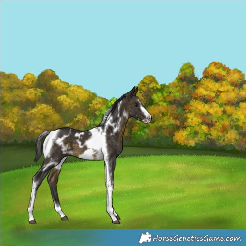 Horse Color:White Spotted Buckskin Tobiano Frame 