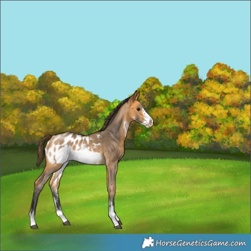 Horse Color:Buckskin Sabino Frame Appaloosa 