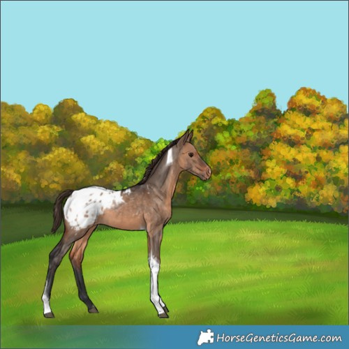 Horse Color:Brown Dun Tobiano Blanket 