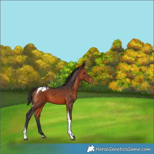 Horse Color:Brown Tobiano Varnish 
