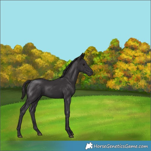 Horse Color:Smoky Black 