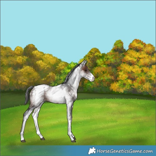 Horse Color:White Spotted Brown Appaloosa Rabicano 
