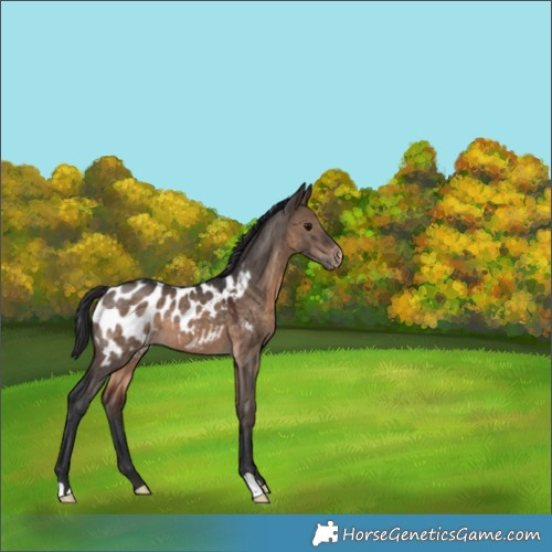 Horse Color:Brown Dun Near Leopard 