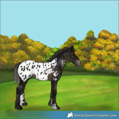 Horse Color:Buckskin Ice Sabino Appaloosa 