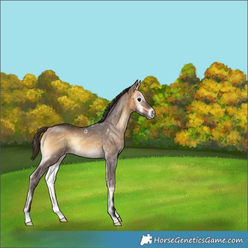 Horse Color:Buckskin Onyx Rabicano 
