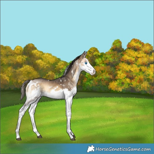 Horse Color:White Spotted Buckskin Onyx Splash Rabicano 