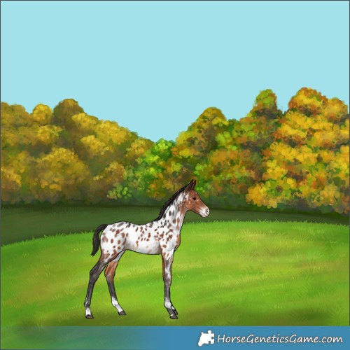 Horse Color:Brown Sabino Appaloosa Rabicano 