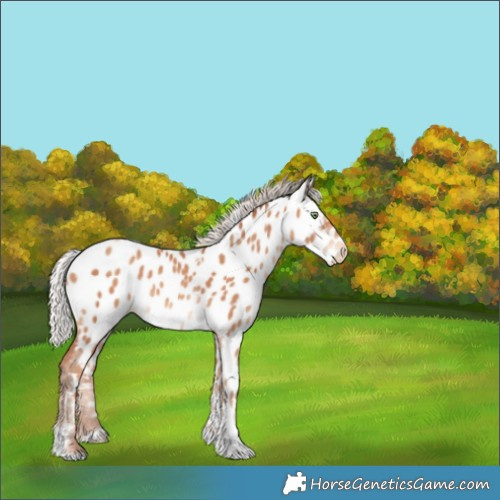 Horse Color:Silver Amber Champagne Tobiano Appaloosa 