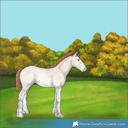 Horse Color:Buckskin Ice Pearl Onyx Sabino 