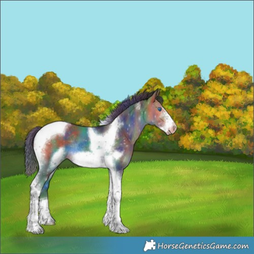 Horse Color:Nacre Bay Tobiano Frame Varnish Rabicano 