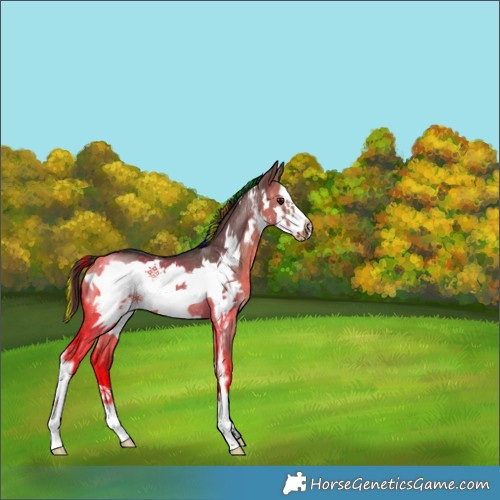 Horse Color:Painted Bay Dun Sabino Frame Rabicano 