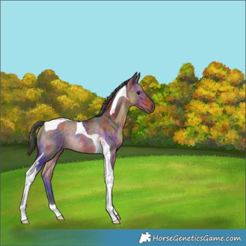 Horse Color:Nacre Brown Dun Tobiano Rabicano 