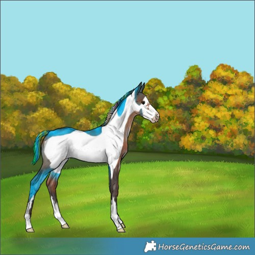 Horse Color:Painted Bay Frame Rabicano 