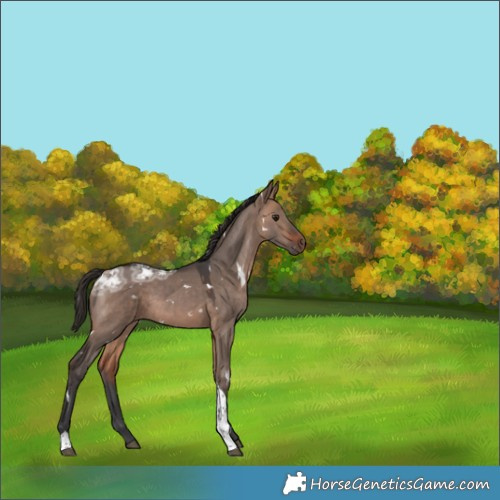 Horse Color:White Spotted Bay Ice Dun Tobiano 