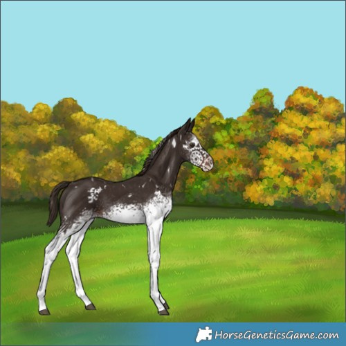 Horse Color:White Spotted Liver Chestnut 