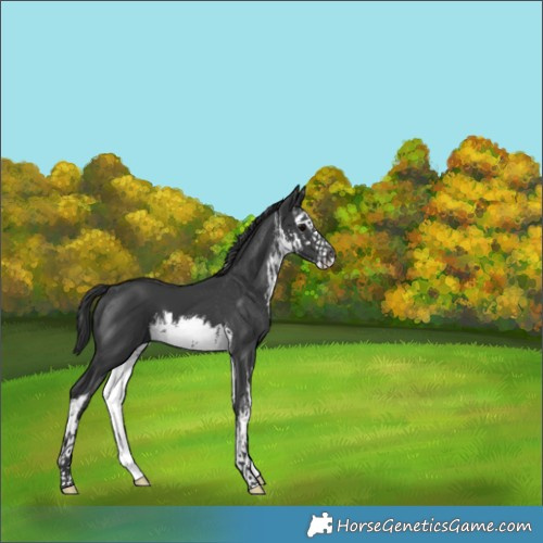 Horse Color:White Spotted Black 