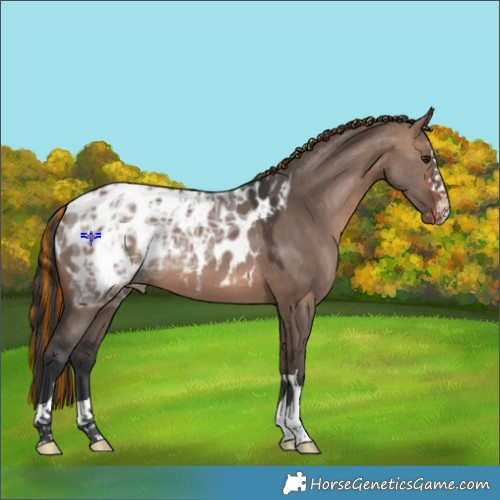 Horse Color:Painted Bay Ice Dun Appaloosa 
