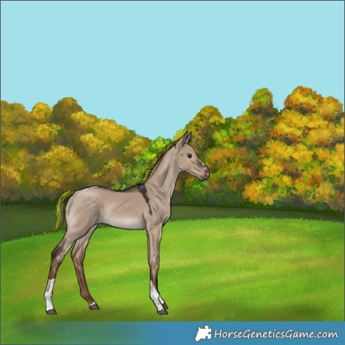 Horse Color:Painted Liver Red Dun Tobiano 