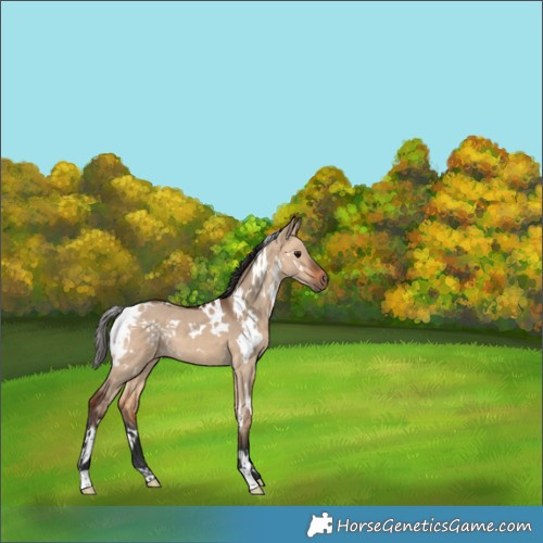 Horse Color:White Spotted Bay Dun 