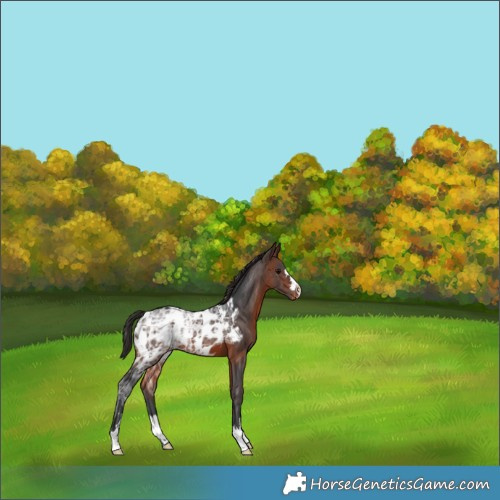 Horse Color:Brown Ice Appaloosa 