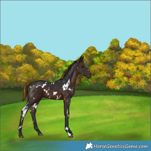 Horse Color:Painted White Spotted Brown 