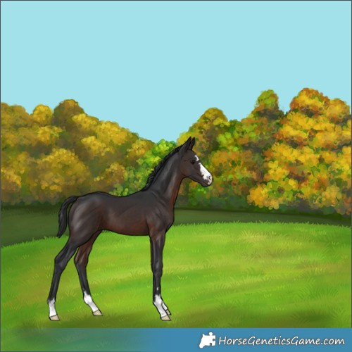 Horse Color:Brown 