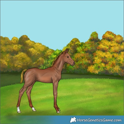 Horse Color:Painted Chestnut 